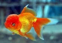 供應(yīng)北京觀賞魚苗養(yǎng)殖，北京觀賞魚苗*價(jià)，北京觀賞魚苗哪里有賣