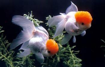 供應(yīng)北京*的觀賞魚養(yǎng)殖場 觀賞魚的種類,觀賞魚養(yǎng)殖,觀賞魚圖片欣賞