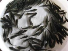 供應(yīng)鯽魚苗供貨商 鯽魚苗養(yǎng)殖場