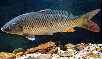 供應(yīng)草魚魚苗 草魚魚苗價格 草魚魚苗養(yǎng)殖場