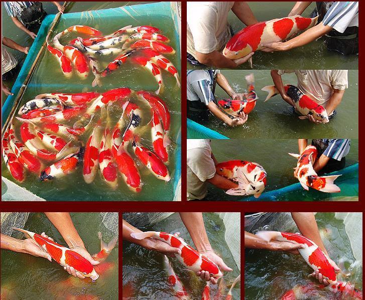 供應天津錦鯉魚苗批發(fā) 錦鯉養(yǎng)殖基地 優(yōu)質(zhì)錦鯉魚苗 北京錦鯉魚苗價格