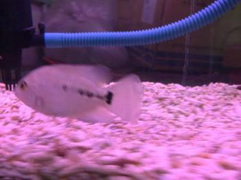 供應(yīng)北京魚苗黑魚魚苗批發(fā)