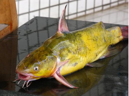 供應(yīng)黃骨魚魚苗批發(fā)