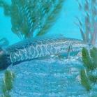 供應(yīng)大量淡水魚苗及成魚優(yōu)質(zhì)淡水魚苗淡水魚苗及成魚優(yōu)質(zhì)淡水魚苗