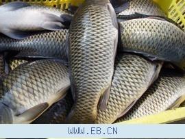 供應(yīng)北京*的錦鯉魚(yú)魚(yú)苗批發(fā)