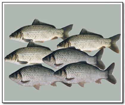 供應(yīng)*的各種夏花魚(yú)苗