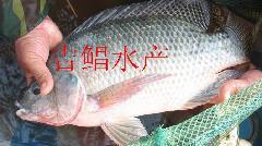 供應(yīng)草魚(yú)魚(yú)苗供貨商