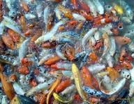 供應(yīng)鯉魚苗北京養(yǎng)殖場 專業(yè)的鯉魚苗養(yǎng)殖中心 北京鯉魚苗*價(jià)格