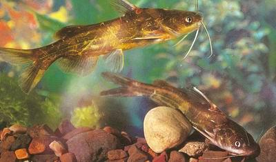 供應(yīng)優(yōu)質(zhì)武昌魚魚苗