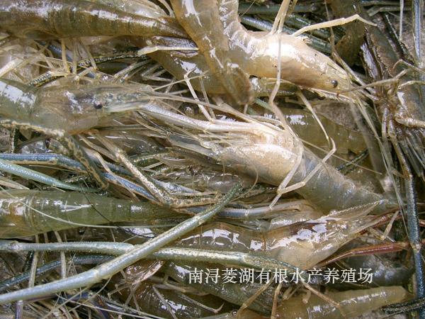 供應批發(fā)優(yōu)質(zhì)*棱魚苗