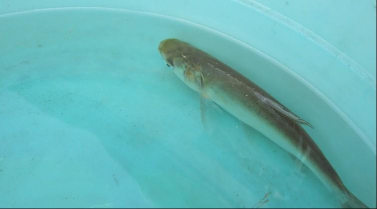 供應(yīng)正翹嘴紅鲌魚(yú)苗養(yǎng)成夏花