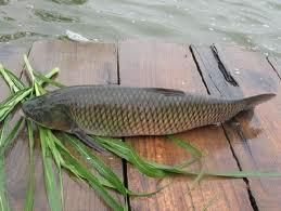 供應優(yōu)質淡水魚苗成魚*出售