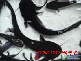 丁桂魚苗供貨商圖片