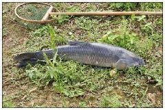 供應(yīng)批發(fā)魚苗淡水魚苗