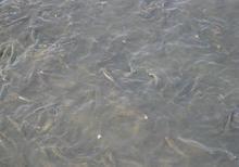 養(yǎng)殖場圖片/養(yǎng)殖場樣板圖 (2)