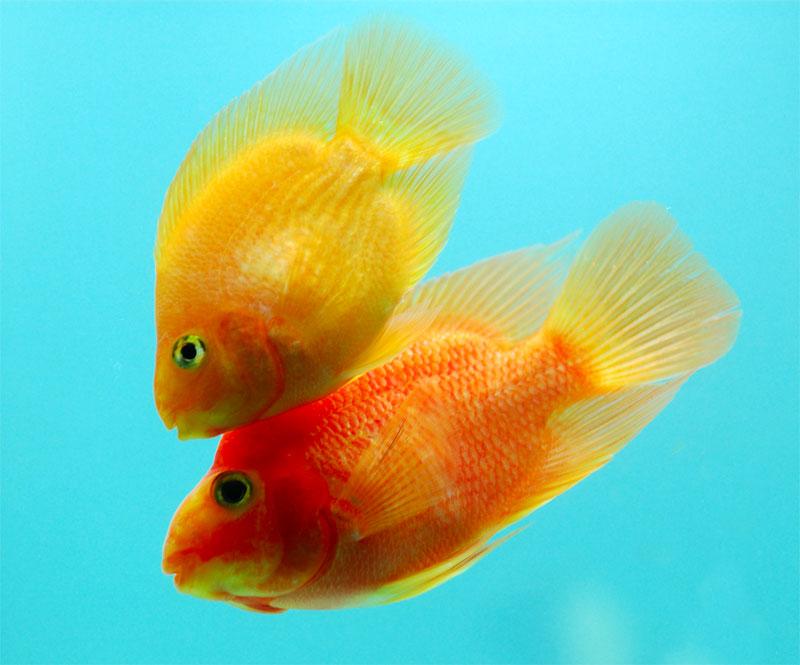 供應(yīng)*棱魚魚苗/質(zhì)量*的*棱魚魚苗/北京順養(yǎng)殖中心*棱魚魚苗