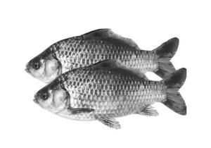 供應(yīng)大量批發(fā)鯉魚鯽魚草魚武昌魚