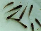 供應(yīng)大口鯰魚(yú)苗