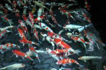 供應(yīng)魚(yú)苗淡水魚(yú)苗