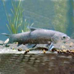 供應(yīng)草魚(yú)魚(yú)苗供貨商