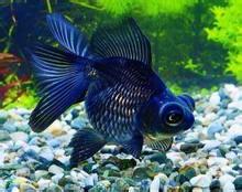 供應(yīng)武漢觀賞魚苗訂購(gòu)電話，武漢觀賞魚苗批發(fā)，武漢觀賞魚苗供應(yīng)商