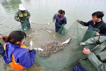 供應(yīng)白鰱魚苗批發(fā) 北京白鰱魚苗養(yǎng)殖場 白鰱魚苗供貨商