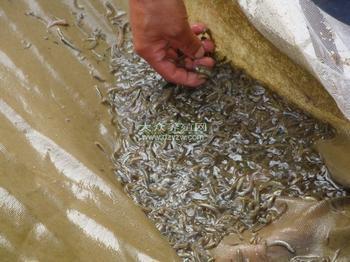 供應(yīng)泥鰍苗批發(fā) 北京*的泥鰍苗養(yǎng)殖場