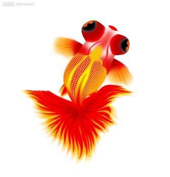 北京觀賞魚苗養(yǎng)殖技術(shù)圖片