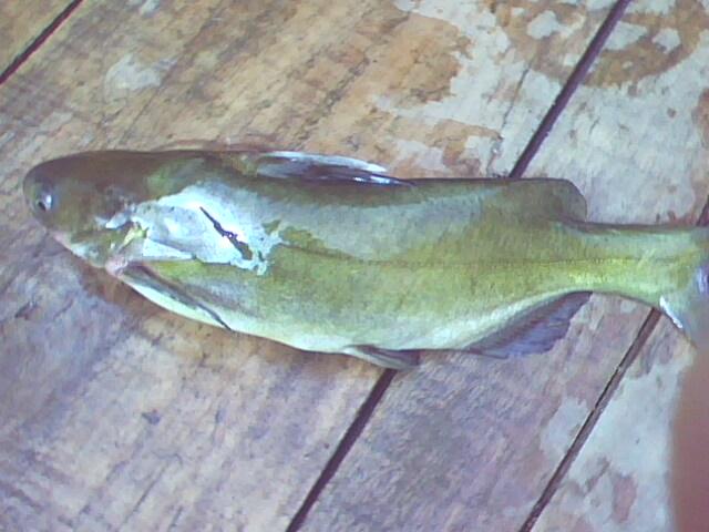 供應(yīng)大量江黃顙魚苗