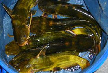 供應(yīng)優(yōu)質(zhì)武昌魚魚苗