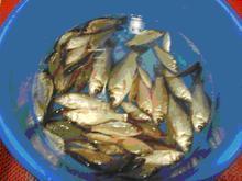 供應(yīng)批發(fā)魚苗淡水魚苗