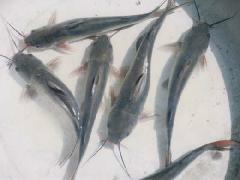 供應(yīng)錦鯉魚苗