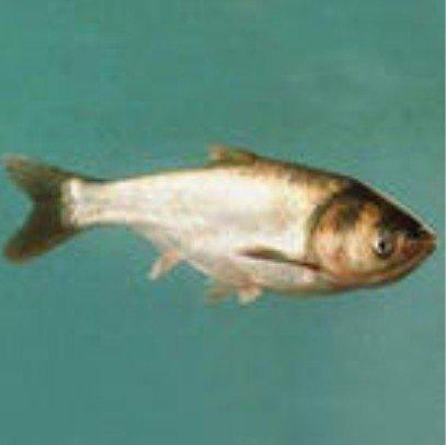 供應(yīng)特價優(yōu)惠青魚桂魚黑魚黃骨魚大頭魚