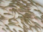 供應(yīng)翹嘴魚苗桂魚苗