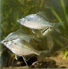 供應(yīng)大口鯰魚(yú)苗