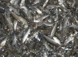 供應(yīng)鯽魚苗供貨商 鯽魚苗養(yǎng)殖場