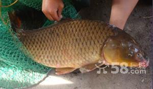 供應(yīng)青魚魚苗批發(fā) 青魚(黑皖）魚苗