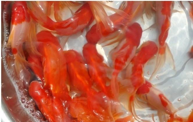 供應(yīng)觀賞魚苗養(yǎng)殖技術(shù)，觀賞魚苗養(yǎng)殖*，武漢觀賞魚苗養(yǎng)殖