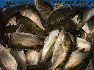 大量淡水魚苗及成魚優(yōu)質(zhì)淡水魚苗圖片