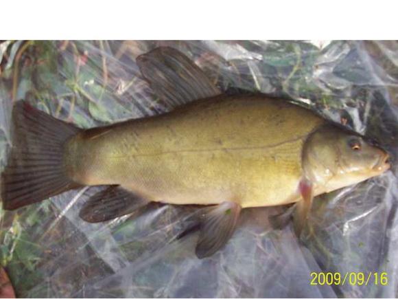 供應(yīng)特價優(yōu)惠青魚桂魚黑魚黃骨魚大頭魚