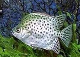 供應(yīng)大量批發(fā)*烏頭魚苗