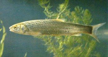 供應(yīng)正翹嘴紅鲌魚(yú)苗養(yǎng)成夏花