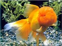 供應北京觀賞魚苗養(yǎng)殖技術，北京觀賞魚苗養(yǎng)殖*