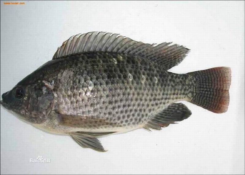 羅非魚苗價(jià)格圖片