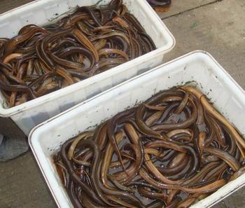 供應(yīng)北京泥鰍苗養(yǎng)殖場(chǎng) 哪里的泥鰍苗* 北京泥鰍苗成活率高