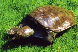 供應優(yōu)質雜交太陽魚魚苗等淡水魚苗