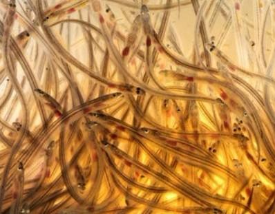 供應(yīng)大量優(yōu)質(zhì)*鰻魚苗