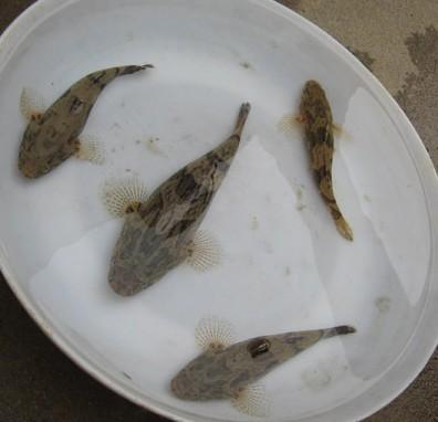 供應(yīng)草魚(yú)魚(yú)苗供貨商