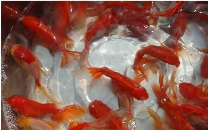 供應(yīng)觀賞魚苗養(yǎng)殖技術(shù)，觀賞魚苗養(yǎng)殖*，武漢觀賞魚苗養(yǎng)殖