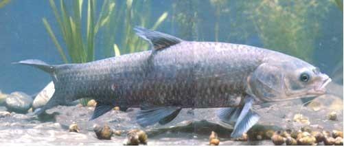 供應(yīng)青魚魚苗批發(fā) 青魚(黑皖）魚苗